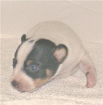 Toy Fox Terrier Puppies for Sale